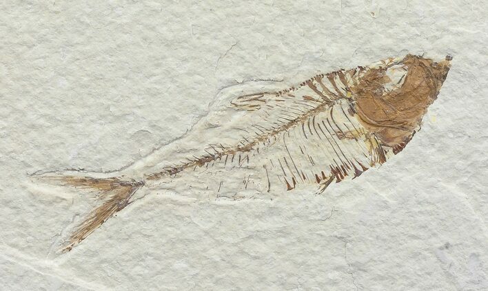 Bargain, Diplomystus Fossil Fish - Wyoming #67947